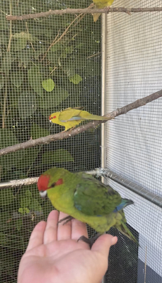 Ziegensittich - unbekannt