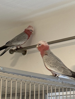 bulbul und mir, Rosakakadu Jungtier - männlich