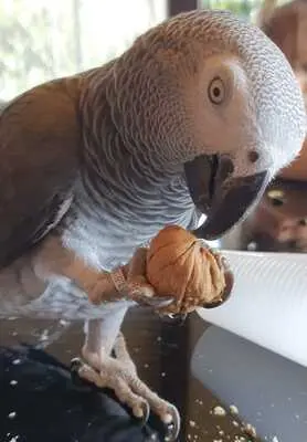 coco, Kongo Graupapagei Jungtier - männlich
