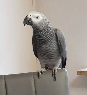 coco, Kongo Graupapagei Jungtier - männlich