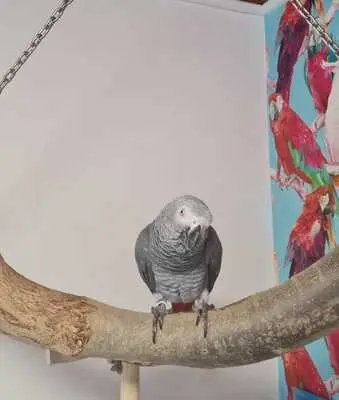 coco, Kongo Graupapagei Jungtier - männlich