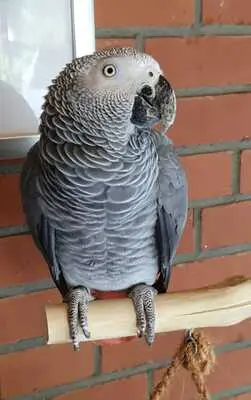 coco, Kongo Graupapagei Jungtier - männlich