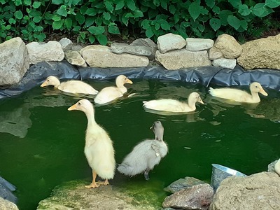 indische Laufente Jungtier - unbekannt