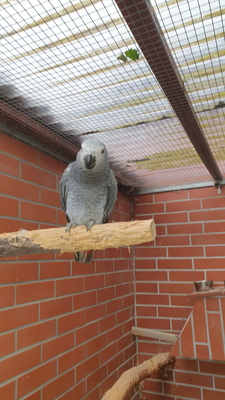 ohne, Graupapagei Jungtier - weiblich