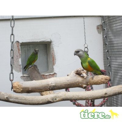 Mohrenkopfpapagei Im Tiermarkt Auf Tiere De Mohrenkopfpapagei Im Tiermarkt Auf Tiere De